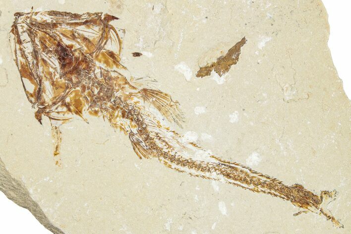 Cretaceous Fossil Fish (Eurypholis) - Lebanon #248330